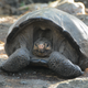 Fernanda, the Fernandina Island tortoise.